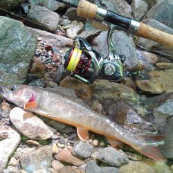 渓流ミノーイング ～長良川水系～